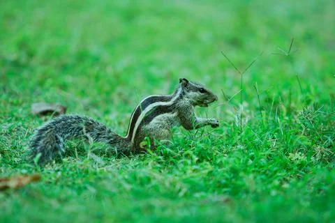 An Indian squirrel sits on the grass Stock Photos
