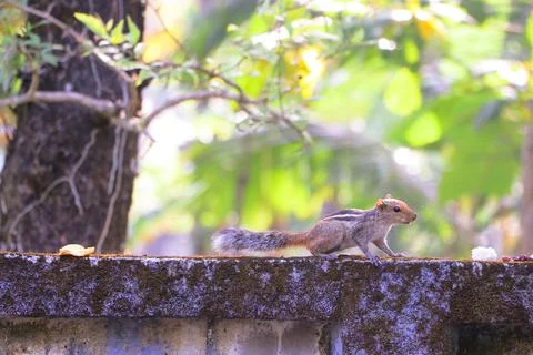 Indian Squirrels Stock Photos