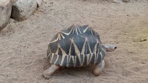 Indian Star Tortoise Extinct Rare Turtle Animal Slowly Walks on Sand Stock Footage 196998067
