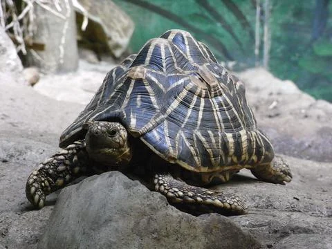 Indian Star Tortoise Stock Photos