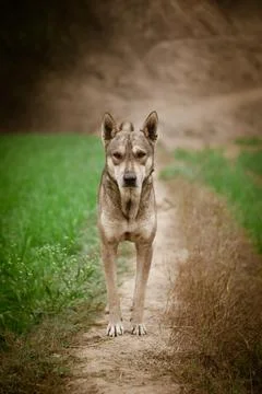 Indian stray dog, guarding cattle fodder in winter foggy morning. Stock Photos