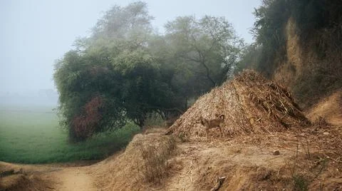 Indian stray dog, guarding cattle fodder in winter foggy morning. 스톡 사진