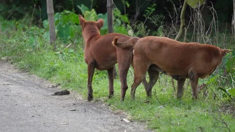 Indian stray dogs Stock Footage 344822841