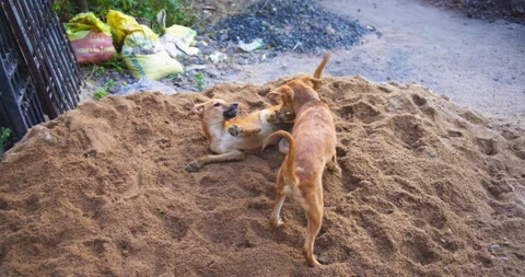 Indian street dogs playing Stock Footage 292885053