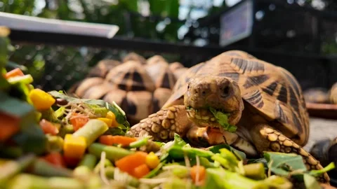 Indian stur tortoise eating vegetables on the ground. Stockbeeldmateriaal 272597853