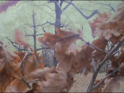 Indian summer in Berlin Stock Footage 133805266