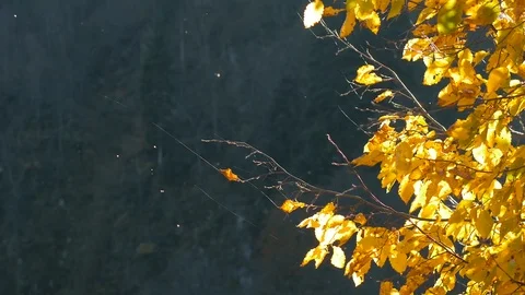 Indian summer, flying spider web Stock-Footage 125178253