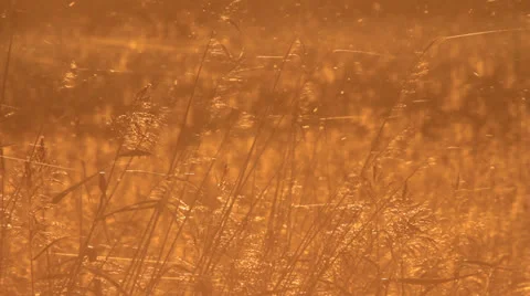 Indian summer Stock Footage 22843263