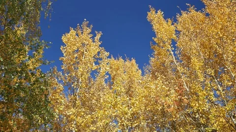 Indian summer 스톡 동영상 116549773