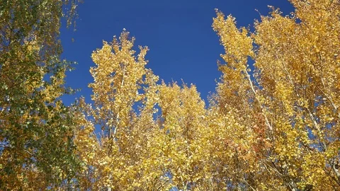 Indian summer. 動画素材 117099443