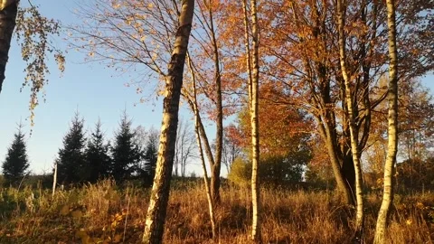 Indian summer Stock Footage 167035842