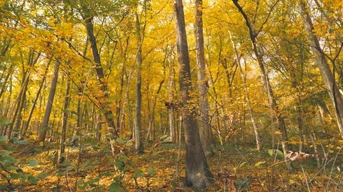 Indian summer forest Stock Footage 98443927