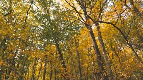 Indian summer forest Vidéo 98444134
