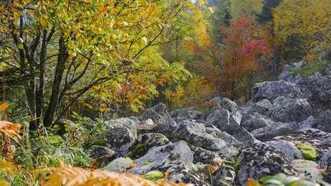 Indian summer in the mountain slope forest 4K Stock Footage 81365393