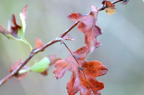 Indian summer 스톡 사진