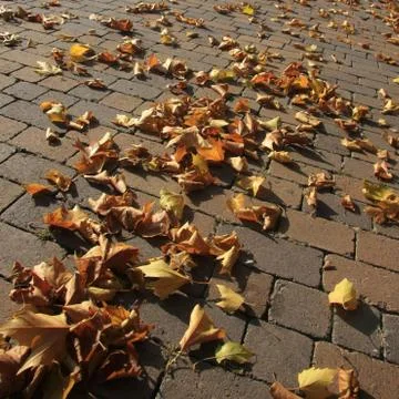 Indian Summer Stock Photos