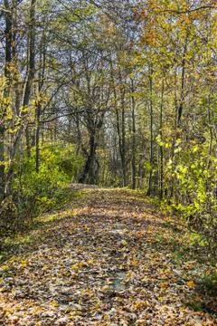 Indian Summer Stock Photos