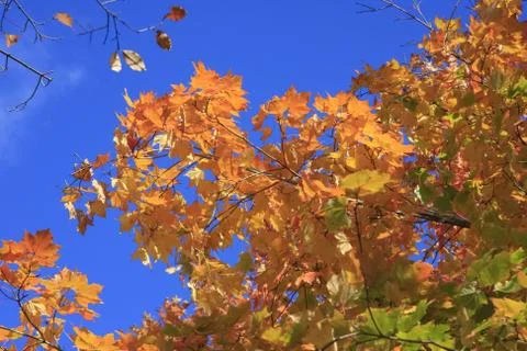 Indian Summer Stock Photos