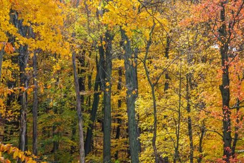 Indian Summer Foto stock