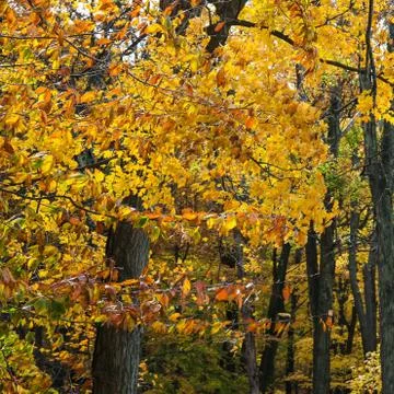 Indian Summer Stock Photos