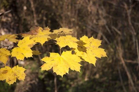 Indian Summer Stock Photos