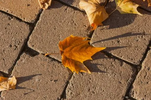 Indian Summer Stock Photos