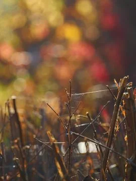 Indian summer Stock Photos