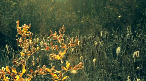 Indian summer rushes 2.mp4 Stock Footage 34380133
