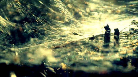 Indian summer spider's web Stock Footage 34380179