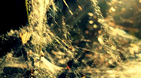 Indian summer web Stock Footage 34380280