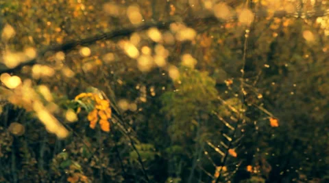 Indian summer web rushes.mp4 Stock Footage 34380163