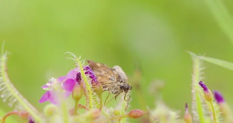 Indian Sunder with a butterfly shell during monsoon Stock Footage 340282550