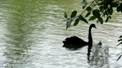 Indian Swan Stock Footage 23730733
