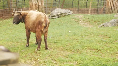 Indian takin grazes in meadow, eats grass, looks at camera, endangered species. Vídeo Stock 240417370