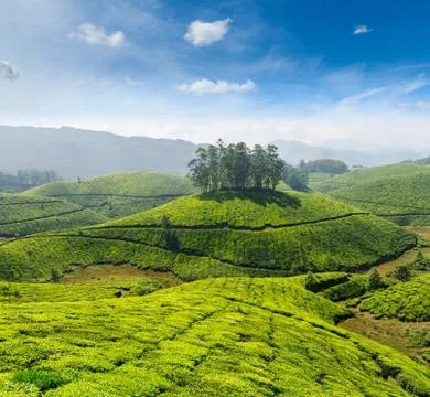 Indian tea concept background - tea plantations. Munnar, Kerala, India 스톡 사진