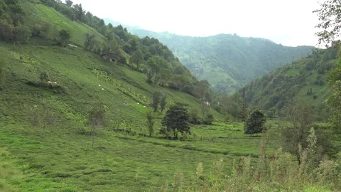 Indian tea workers harvest fresh leaves on steep plantation, hand picking crop Stock Footage 339816688