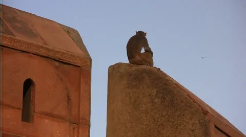 Indian temple with monkey Video stock 53251388