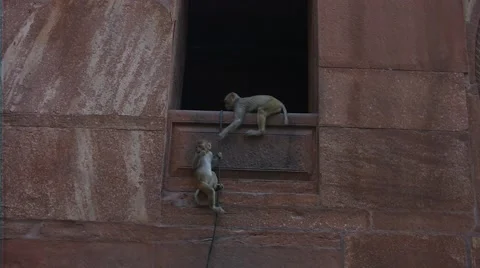 Indian temple with monkeys Stock Footage 53251527