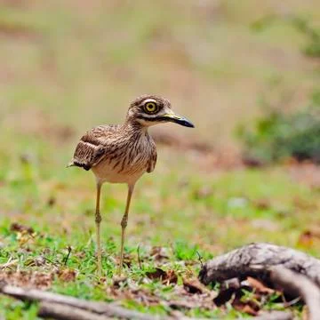 Indian thick-knee Stock Photos