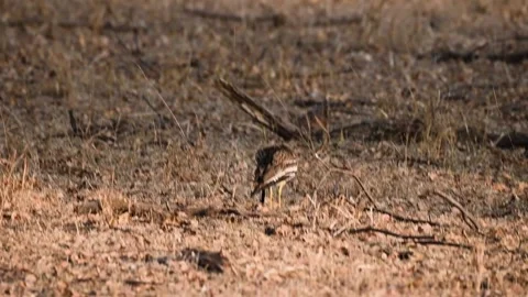 Indian thick knee preening away on the hot land of Tadoba national park Stock Footage 307297237