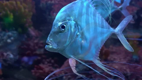 Indian threadfish fish in  aquarium close up Stock Footage 124676264