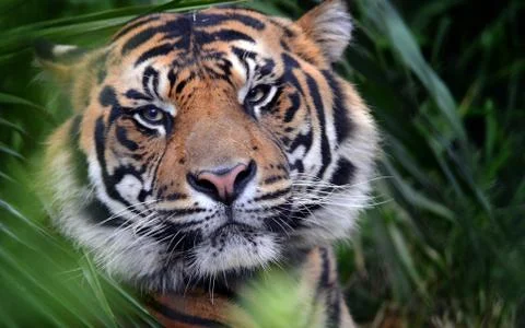 Indian Tiger, Face to Face Stock Photos