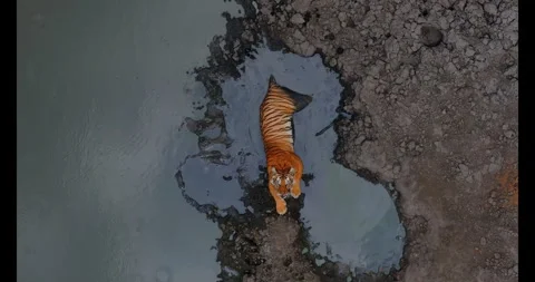 Indian Tiger Stock Footage 283537815