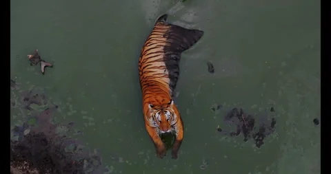 Indian Tiger Stock Footage 283538304