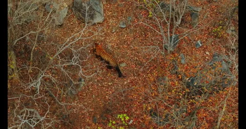 Indian Tiger Stock Footage 283541795
