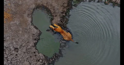 Indian Tiger Stock Footage 283542032