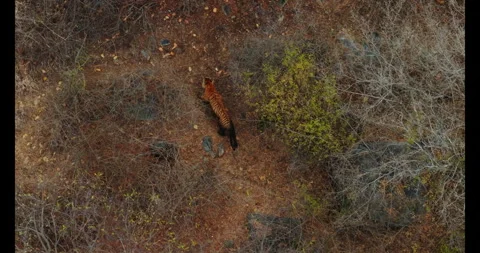 Indian Tiger Stock Footage 283542604