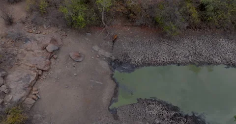 Indian Tiger Stock Footage 283543958