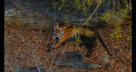 Indian Tiger Stock Footage 283544104