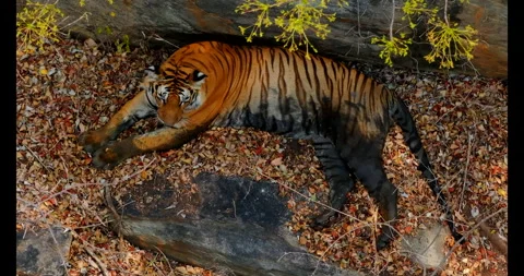 Indian Tiger Stock Footage 283544191